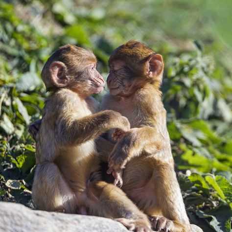 Two Monkeys, Snow Monkey, Baboon, Second Baby, Baby Play, A Rock, Monkeys, Jaguar, Kangaroo