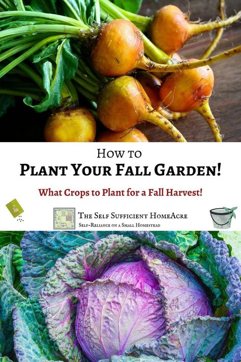 How to Plant Your Fall Vegetable Garden Fall And Winter Vegetable Garden, When To Plant Fall Vegetables, Vegetables To Plant In October, Fall Garden Preparation, English Rose, Fall Crops, Winter Vegetables Gardening, Vegetable Garden Planner, Easy Vegetables To Grow