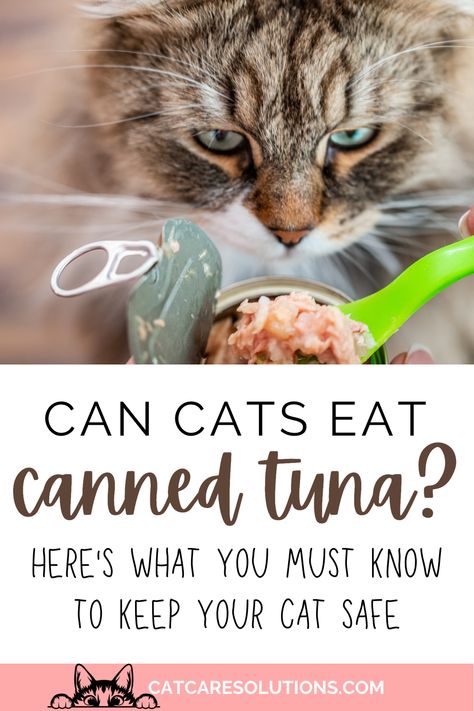 Foods Cats Can Eat, Diy Cat Treats, Tuna Cat Treats, Diy Cat Food, Tuna Can, Homemade Cat Food, Cat Diet, Princess Kitty, Cat Snacks