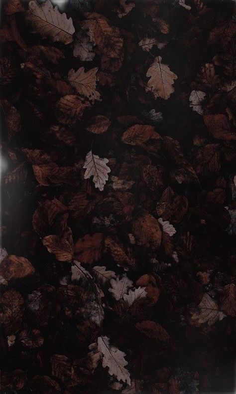 Dark Academia Wallpaper, Purple Flowers Wallpaper, Academia Wallpaper, Country Singer, Emotional Connection, Country Singers, Elopement Photography, Dark Wallpaper, Flower Wallpaper