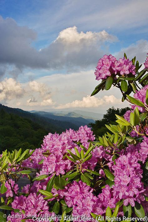 Catawba Rhododendron from just below Newfound Gap Smoky Mountain Waterfalls, North Carolina Art, Mountain Pictures, Mountain Canvas, Great Smoky Mountains National Park, Smoky Mountain National Park, Great Smoky Mountains, Smoky Mountains, Big Canvas