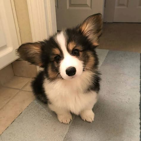 Animals List, Cute Corgi Puppy, Corgi Puppy, Cute Corgi, Corgi Dog, Cute Animal Photos, Cute Animal Pictures, A Puppy, Cute Creatures