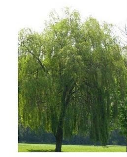 How to start your own forest of weeping willows! This is how I did it last year: I cut about 20 - 12 inch or so long new branches in e... Weeping Willow Tree, Growing Gardens, Farm Stuff, Willow Branches, Weeping Willow, Yard Work, Dream Backyard, Propagating Plants, Willow Tree