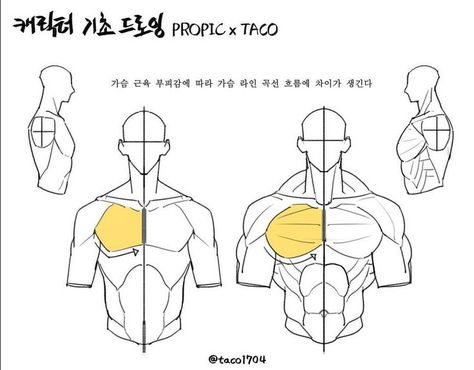 The curve and flow of the line changes depending on the volume of the chest muscles Point Character Drawing, Taco Drawing, Male Art Reference, Poses Art, Anatomy Tutorial, Human Anatomy Drawing, Manga Drawing Tutorials, Human Anatomy Art, Anatomy Sketches