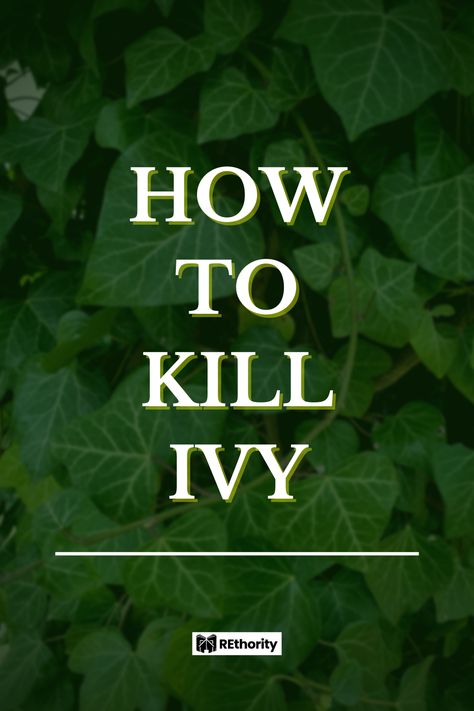 Get Rid Of Ivy In Yard, How To Get Rid Of Ivy Ground Cover, Kill Grass, Pesticide Sprayer, Poison Ivy Plants, Boston Ivy, Ivy Plant, Ivy Vine, English Ivy