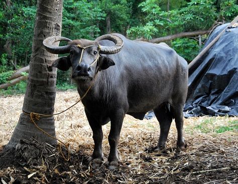 CARABAO [Kalabaw], Philippines national animal. Kalabaw Philippines, Buffalo Tattoo, Bahay Kubo, Butterfly Cuff, National Animal, Animal Coloring Pages, The Farm, Art Studios, Sunrise Sunset