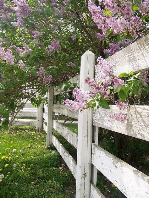 Purple Lilacs Along White Fence home flowers country purple garden lavender fence lilacs Tor Design, Country Fences, Flowers Growing, White Fence, Garden Shrubs, Modern Fence, Backyard Fences, Wooden Fence, Garden Gate