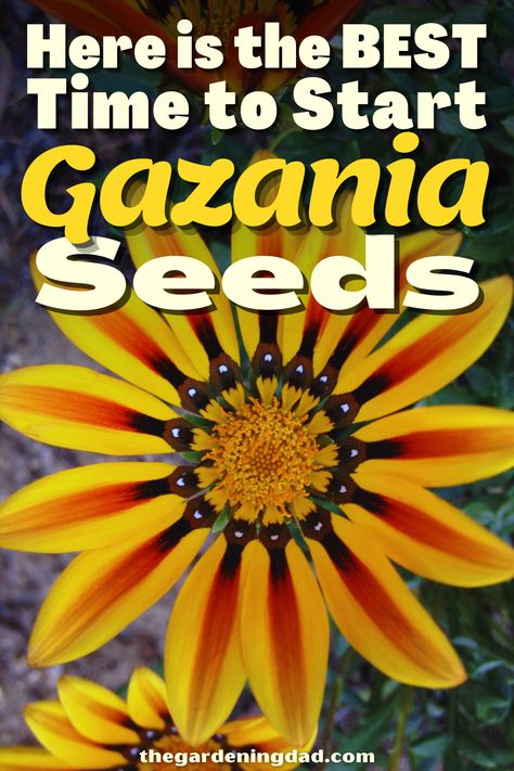 Gazania Flowers, Flowers From Seed, Seed Saving, Flower Seeds, Garden Styles, Looking Forward, The Details, To Grow, Ohio