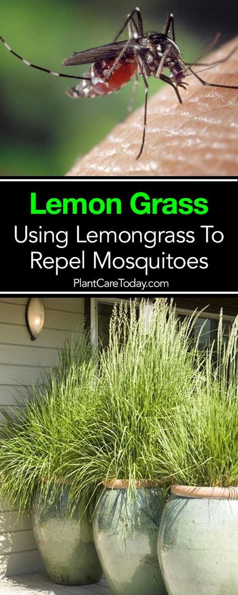 How To Use Lemon Grass To Repel Mosquitoes #gardeningdiy Repel Mosquitos, Lemongrass Plant, No Grass Backyard, Natural Mosquito Repellant, Plants Ideas, Natural Insect Repellant, Mosquito Repellent, Landscaping Plants, Yard Landscaping