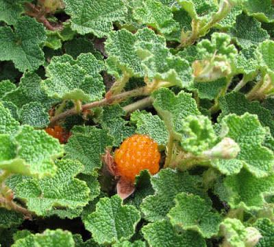 Temperate Climate Permaculture: Permaculture Plants: Groundcover Raspberry Creeping Raspberry, Evergreen Groundcover, Growing Raspberries, Raspberry Plants, Buy Plants Online, Permaculture Design, Growing Succulents, Edible Landscaping, Forest Garden