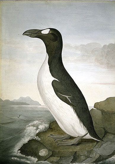 Common name: Great Auk Scientific name: Pinguinus impennis Accession number: 022 Materials: Watercolour on paper When painted: July, 1839 Inscription on reverse: "Great Auk. Alca impennis. From a preserved specimen belonging to J.J. Audubon Esq, the same as that figured by him in his 341st plate. Edinburgh 6th July, 1839. WMcG." History Of Life On Earth, Great Auk, Extinct Birds, Drawing Birds, Shore Birds, Audubon Birds, Black Birds, Life List, Life On Earth