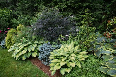 Sambucus 'Black Lace,' Various Hostas, Golden Arborvitae on left, Rhododendron on far right. Photo by Karl Gercens. Sambucus Nigra Black Lace, Black Lace Elderberry, Sambucus Nigra, Hosta Gardens, Tropical Gardens, White Garden, Flower Gardens, Home Landscaping, Love Garden