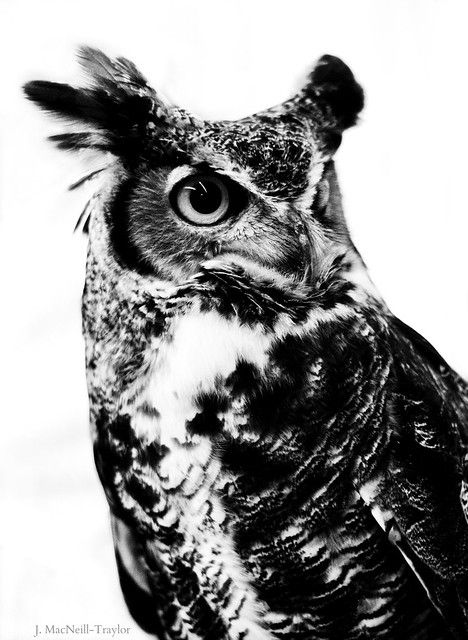 Reference Black And White, Owl Reference, Owl Black And White, Animals Reference, Black And White Animals, Owl Portrait, Owl Black, White Animals, Owl Photography