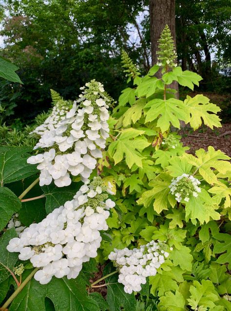 Hydrangea quercifolia 'Little Honey' - Little Honey Oak Leaf Hydrangea | PlantMaster Oak Leaf Hydrangea, Little Lime Hydrangea, Shady Garden, Hydrangea Shrub, Bigleaf Hydrangea, Hydrangea Varieties, Hydrangea Quercifolia, Urban Gardens, Oakleaf Hydrangea