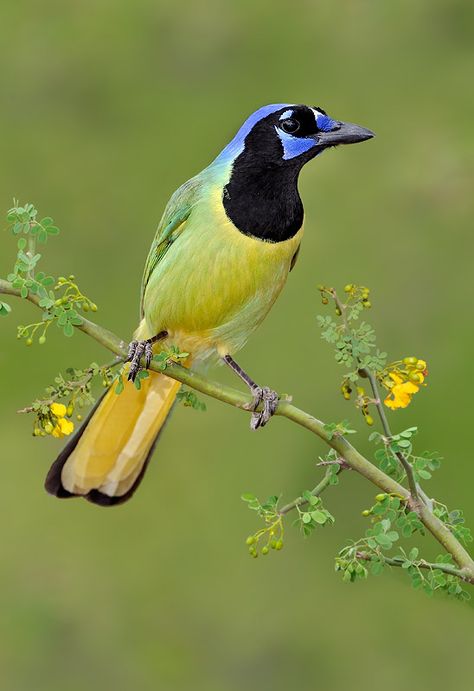 Green Jay saved from zuropak.com Green Jay Bird, Birds Wings, Bird Reference, Jackdaw, Sleeve Ideas, Jay Bird, Bird Wings, Sleeves Ideas, Blue Jay