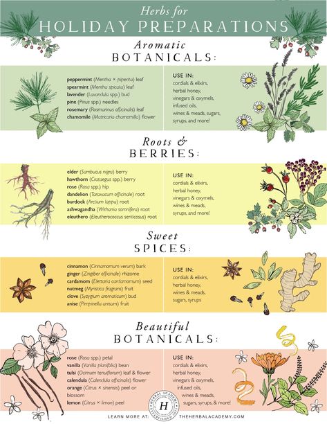 Herbs for Holiday Preparations | Herbal Academy | Here’s a list of herbs that often make their way into lovely herbal holiday preparations that can, in turn, become beautiful gifts and accompaniments to long winter evenings by the fireside. Herbal Gifts, List Of Herbs, Herbal Vinegar, Medicine Garden, Herbal Academy, Herbal Education, Medical Herbs, Herbal Recipes, Herbal Apothecary