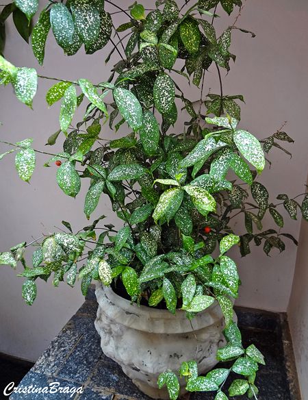 Dracena Confeti - Dracaena godseffiana - Flores e Folhagens Dracaena Godseffiana, Garden Mini, Rare Plants, Indoor Plants, Plants