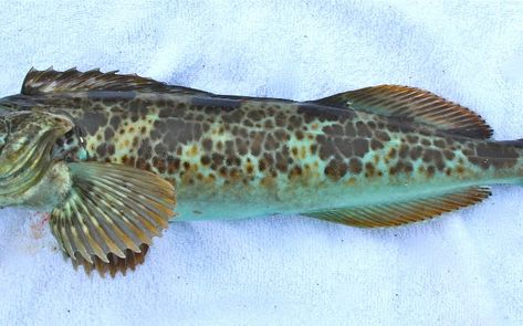 Lingcod - Pier Fishing in California Spear Fishing, Gulf Of Alaska, Rocky Shore, Central California, Pier Fishing, Beautiful Body, Sea Water, Greek Words, Baja California