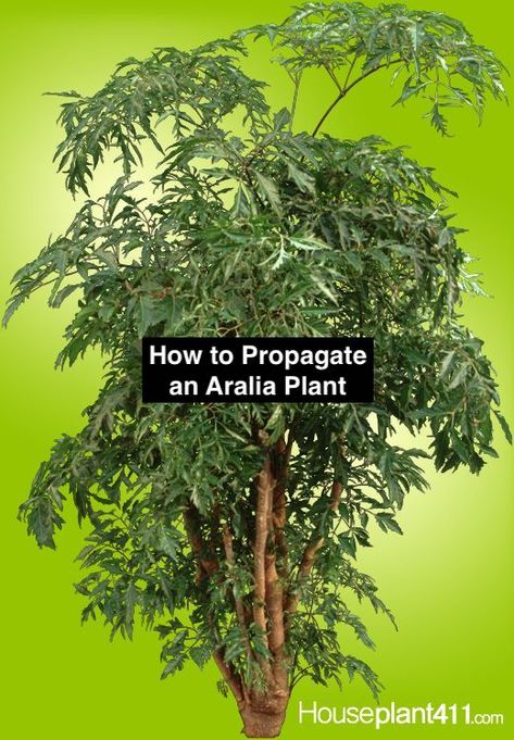 Propagation tips for a Ming Aralia at: https://www.houseplant411.com/houseplant/aralia-plant-how-to-grow-care Ming Aralia Bonsai, Aralia Plant, How To Grow Bonsai, Interior Gardens, Ming Tree, Low Light House Plants, Indoor Tree, Making Plant Pots, Black Thumb