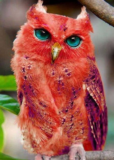 Believe it or not, this is a real owl - it is  the Madagascar Red Owl, Madagascar Grass-owl & Soumange's Owl.WoW!!! Regnul Animal, Red Owl, Owl Pictures, Beautiful Owl, Rare Animals, Exotic Birds, Pretty Birds, Colorful Birds, Exotic Pets