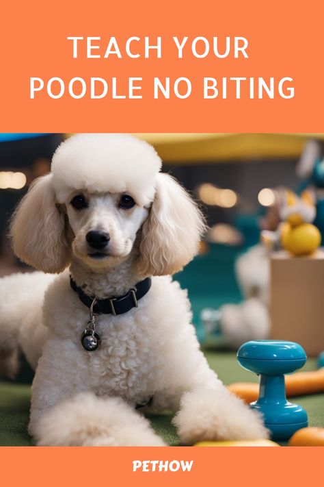 White poodle with a collar sitting on a mat surrounded by toys, under a title "Teach Your Poodle No Biting" from PetHow. Poodle Puppy Training, Poodle Training, Pet Advice, Animal Control, Poodle Puppy, Positive Reinforcement, Dog Trainer, Puppy Training, Training Your Dog