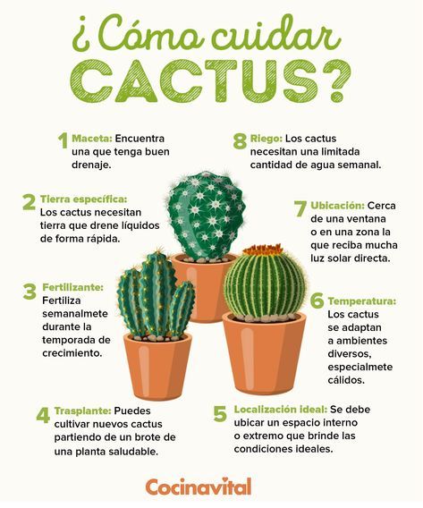 Cactus House Plants, Eco Garden, Small Cactus, Home Vegetable Garden, Natural Garden, Fruit Garden, Food Garden, Cactus Garden, Little Garden