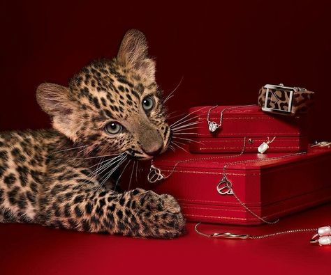 Baby Panther, Cartier Panther, Red Poster, Fashion Ads, Book Wallpaper, Leopard Fashion, Red Leopard, Fashion Campaigns, Classy Aesthetic