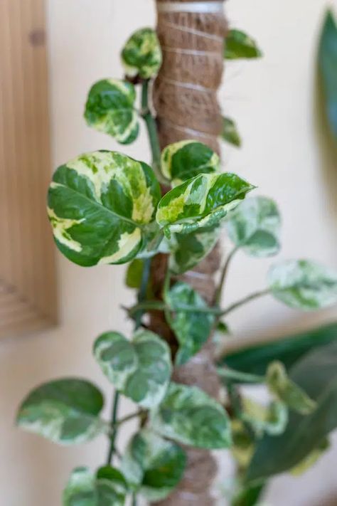 Ultimate Guide to NJoy Pothos Light Requirements Njoy Pothos, N'joy Pothos, Plant Care, Lighting, Plants