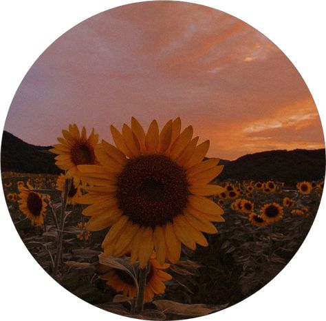 Sunflower Pfp Aesthetic, Sunflower Icon Aesthetic, Sunflower Profile Picture, Sunflower Pfp, Aesthetic Insta Pfp, Sunflower Icon, Sunflower Pics, Goldenhour Aesthetic, Aesthetic Sunflower