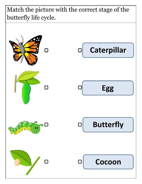 Life cycle of butterfly - Interactive worksheet Butterfly Life Cycle Worksheet, Cycle Of Butterfly, Butterfly Worksheet, Life Cycle Worksheet, Life Cycles Preschool, Life Cycle Of A Butterfly, Cycle Of A Butterfly, Classroom Preparation, Butterflies Activities