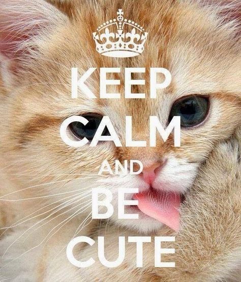 Keep Calm Wallpaper, Keep Calm Pictures, Keep Calm Signs, Keep Calm Posters, Calm Quotes, Keep Calm Quotes, Funny Animal Quotes, Animal Quotes, Crazy Cat Lady