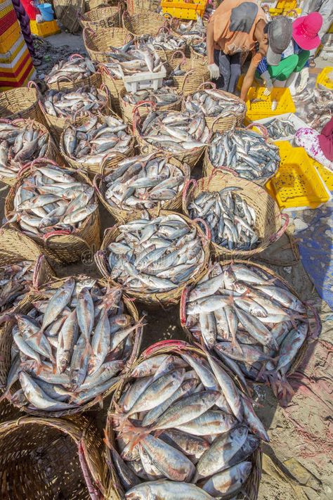 Fresh Fish and tuna in basket on the beach stock photo Fish Market Photography, Fresh Fish Photography, Market Photography, Irish Eyes, Long Hai, Fresh Market, Fresh Fish, Beach Photo, Real Food