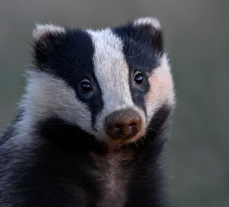 Badger Reference, Badger Aesthetic, Badger Images, Colorado Wildlife, European Badger, Asian Animals, Grain Field, Nikon Z6, Hannover Germany