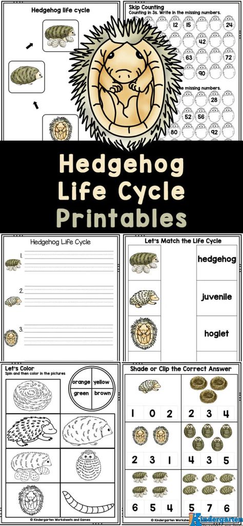 Get your kids excited to learn about animal life cycles with these adorable hedgehog life cycle printables!  Grab these free printable life cycle worksheets to not only learn about the life cycle of hedgehogs, but sneak in some fun math and literacy practice too. These hedgehog worksheets are perfect for preschool, pre-k, and kindergarten students. Ocean Animals For Kids, Fish Life Cycle, Plant Life Cycle Worksheet, Life Cycles Preschool, Cycle For Kids, Bee Life Cycle, Apple Life Cycle, Pumpkin Life Cycle, Free Worksheets For Kids