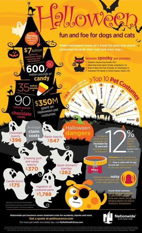 Keep your pets safe this Halloween! #dogs #safety #infographic Halloween Pet Safety, Cherry Mash, Safety Infographic, Kindness Counts, Veterinarian Office, Dog Infographic, Pet Information, Dog Parade, Halloween Dogs