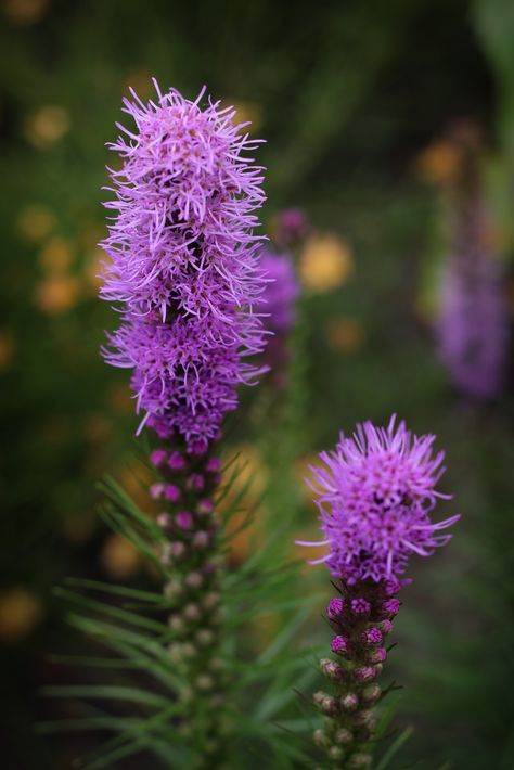 Blazing Star (Liatris spicata 'Kobold'). A beautiful and hardy native perennial. Loved by pollinators. #perennial #wildflower Blazing Star Flower, Liatris Spicata, Purple Perennials, Blazing Star, Plant Store, Wildflower Seeds, Native Plants, Garden And Yard, Love Flowers