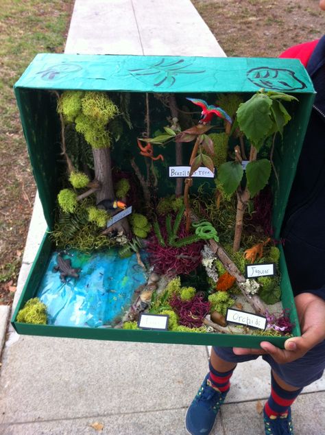 Grade 3 - Rain Forest Biome Diorama Nature Diorama Ideas, Rain Forest Project, Rain Forest Diorama For Kids, Rain Forest Biome Project, Jungle Habitat Projects For Kids, Rain Forest Habitat Project For Kids, Rainforest Diarama Ideas Kids, Rainforest Habitat Diorama, Biomes Diorama