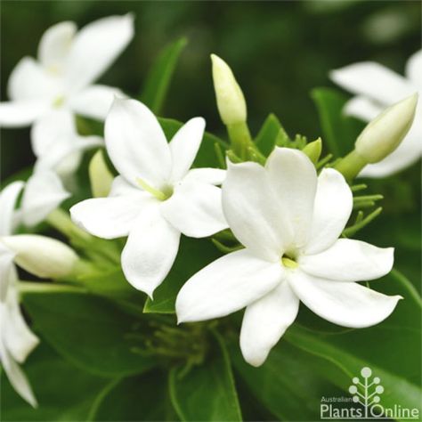 Jasminum Sambac, Arabian Jasmine, Tropical Wedding Flowers, Jasmine Essential Oil, Beach Wedding Flowers, Australian Plants, Jasmine Flower, Diy Wedding Flowers, Tropical Wedding