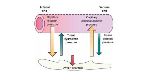 Hydrostatic pressure, capillary filtration pressure, capillary colloidal osmotic pressure Hydrostatic Pressure, Nurse Anesthesia, Osmotic Pressure, Nclex Study, Nurse Anesthetist, Fluid And Electrolytes, Exercise Physiology, Nursing School Survival, Aesthetic Notes