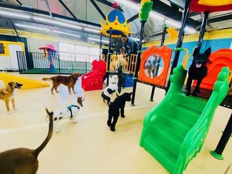 The Best Indoor Dog Parks in America | All Paws Express Doggie Daycare Ideas Design Play Areas, Indoor Dog Park Ideas, Indoor Dog Area, Dog Park Design, Indoor Dog Park, Pet Taxi, Dog Friendly Vacation, Puppy School, Doggie Daycare