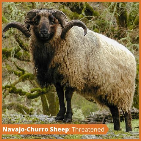 The Livestock Conservancy on Instagram: “A mix of the U.S. army's near eradication of the Navajo Nation's Navajo-Churro sheep during the 1800s, years of cross-breeding, and an…” Navajo Churro Sheep, Navajo Nation, Rare Breed, Photo Projects, Churros, Farm Animals, Instagram A, Sheep, Animals