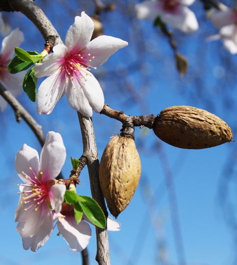 Bible Plants, Almond Flower, Tattoo Plant, Almond Tree, Growing Grapes, Almond Blossom, Growing Fruit, Growing Tree, Soft Shell