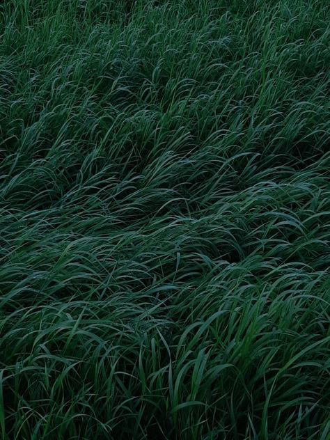 #grass #nature #dark #aesthetic #darkaesthetic #selflove #selfcare #evening #night #forest #details Soft Grass Aesthetic, Dark Grass Aesthetic, Grass Aesthetic Wallpaper, Tall Grass Aesthetic, Nature Dark Aesthetic, Green Grass Aesthetic, Grass At Night, White Serpent, Grass Aesthetic