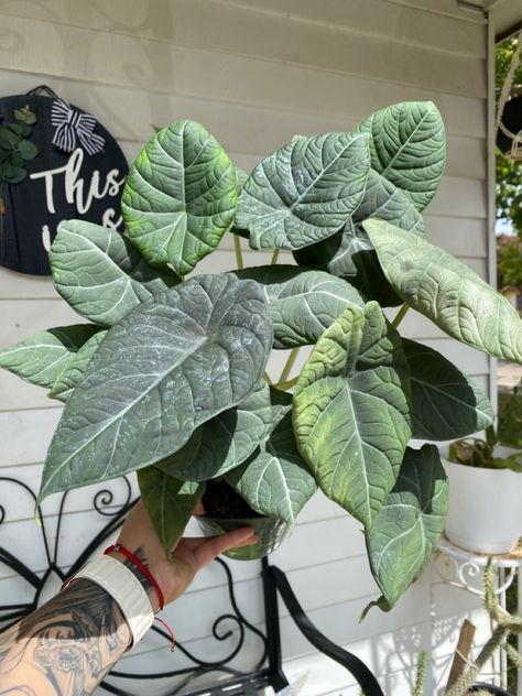 Indoor Plants, Plants