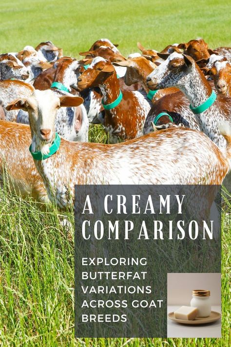 Dive into the world of goat milk butterfat! 🥛🐐 Discover how different breeds contribute to creamy richness. 🧀📊 Unveil the delicious details of butterfat variations among goat breeds. 🌟🐑 #GoatMilk #ButterfatGoodness #CreamyDelights Dairy Goat Breeds, Goat Breeds, Dairy Goats, Dairy Farm, Dairy Farms, The Homestead, Goat Milk, Goat Cheese, Farm Animals