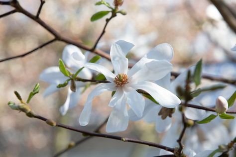 Magnolia Shrub, Magnolia Bush, Blue Moon Rose, Star Magnolia, Drought Tolerant Trees, Beaulieu Garden, Magnolia Stellata, Magnolia Tree, Moon Garden