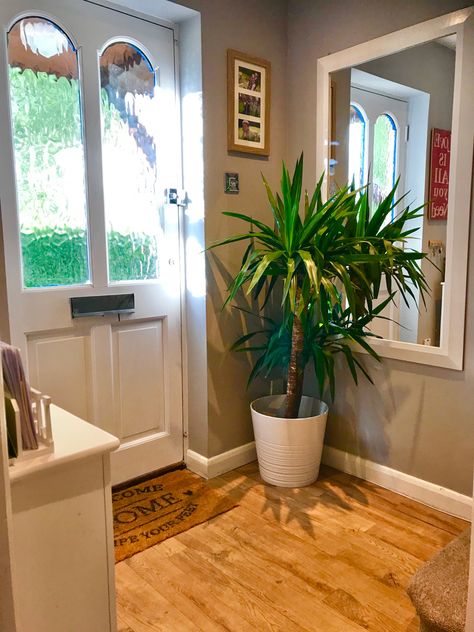 A Yukka plant brightens up most hallways and dosen’t need a lot of light. Hallway Plant Ideas, Plant In Living Room, Yucca Plant Indoor, Yukka Plant, Yucca Plant Care, Marginata Plant, Cohiba Cigars, Bay Window Living Room, Tall Indoor Plants