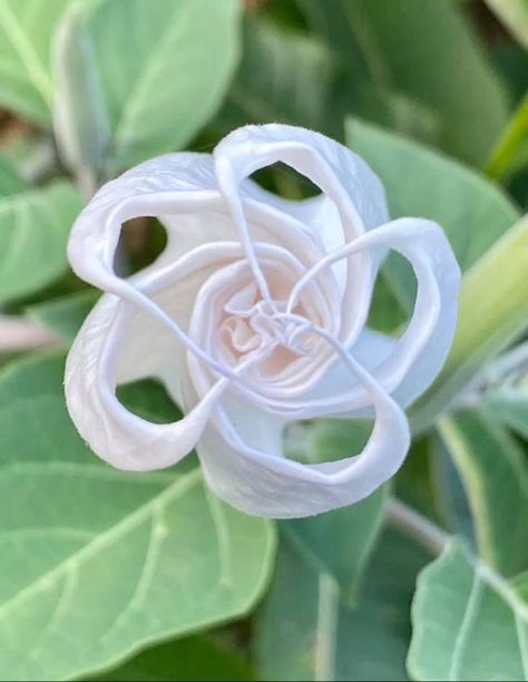 This moon flower bud began opening as the sun set tonight. It's ready to put on a show for the full moon. What a work of art. Moonflower is an attractive flower in the morning glory family. It is a climbing vine that may grow 10 feet (3 meters) high. It’s broad, heart shaped leaves block sunlight and make an excellent screen for porches. The moonflower’s pure white trumpet shaped flowers may be 3 to 6 inches (8 to 15 centimeters) across. These strongly scented flowers open at night and close in What To Make With Flowers, Eighteen Scholars Flower, Moonflower Drawing, Moonflower Painting, Moonflower Aesthetic, Moon Flower Aesthetic, Moon Flower Drawing, Moon Flower Vine, Moonflower Tattoo