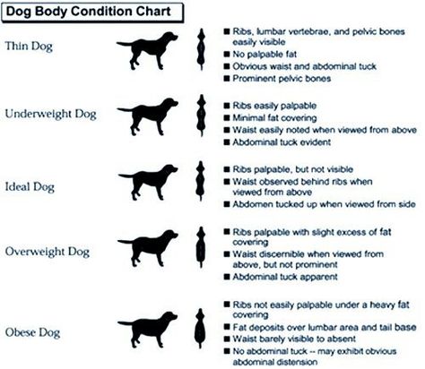 Dog weight guide Dog Weight Chart, Cat Facts Text, Labrador Puppy Training, Dog Breeds Chart, Rottweiler Facts, Cat Breeds Chart, German Dog Breeds, Text Pranks, Weight Chart