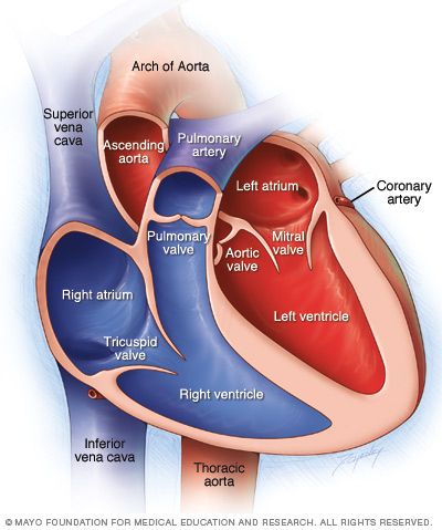 Medical Assisting, Mitral Valve, Heart Valves, Nursing Exam, The Human Heart, Heart Anatomy, Cardiac Nursing, Medical School Studying, Nursing School Notes